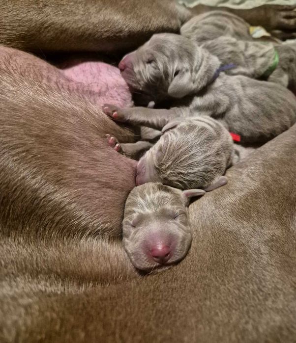 Wyżeł weimarski krótkowłosy hodowla ZKwP/FCI