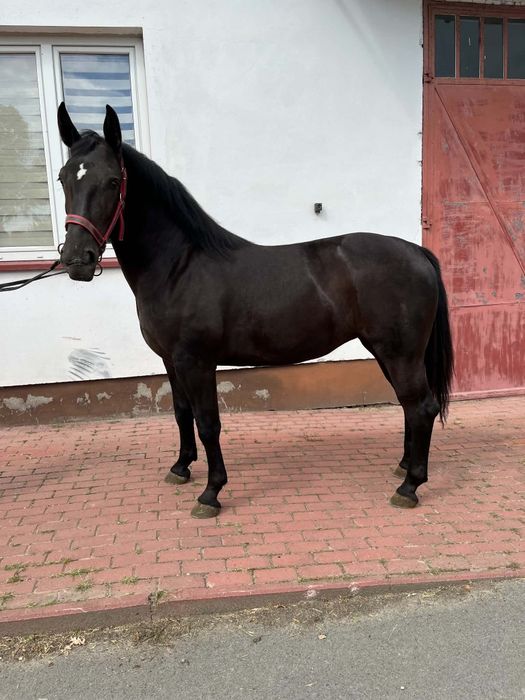 Sprzedam klacz śląską