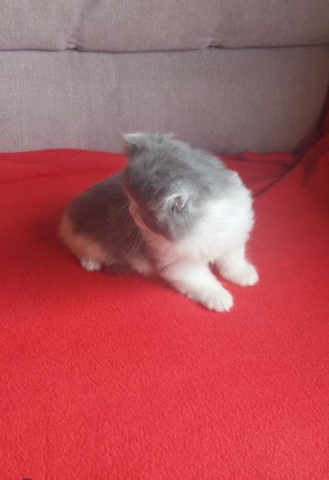 Gato persa com 2 meses