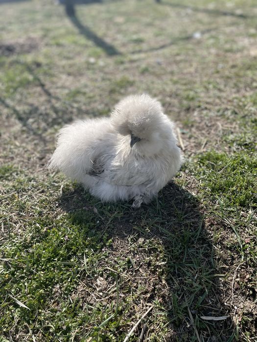 Jaja lęgowe silki jedwabistej lokowanej USA