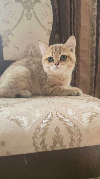Золотий зеленоокий красунчик