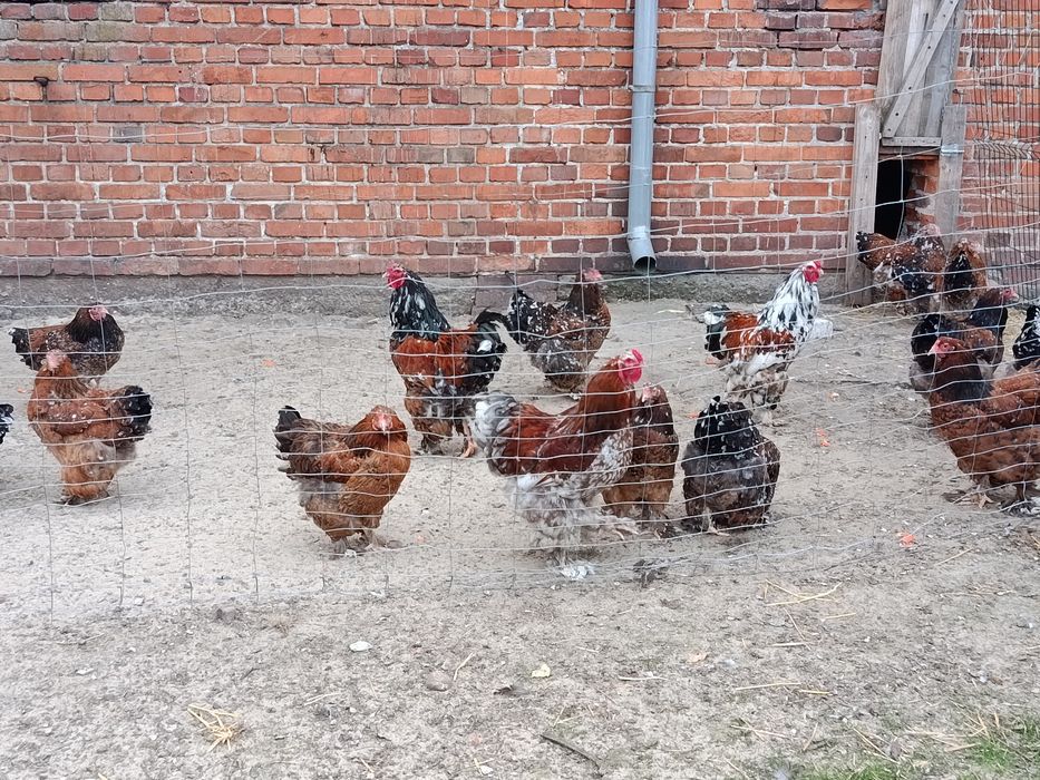 Jaja lęgowe brahma Porcelanowa