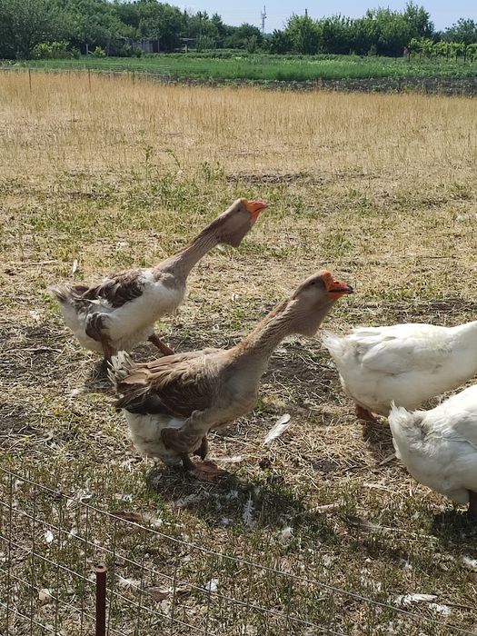 Продам гусей холмогорів та тульських горбоносих