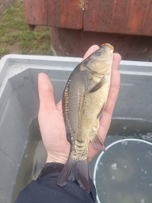 Kroczek/narybek Lin Amur Karp