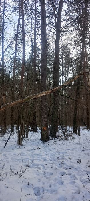 Las. Sprzedam drzewo sosna