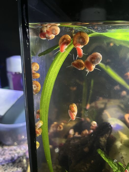 Caracois de aquario albinos