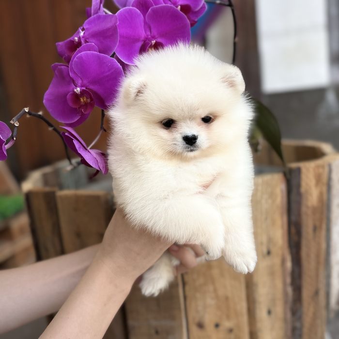 лялькова дівчинка шоу класу