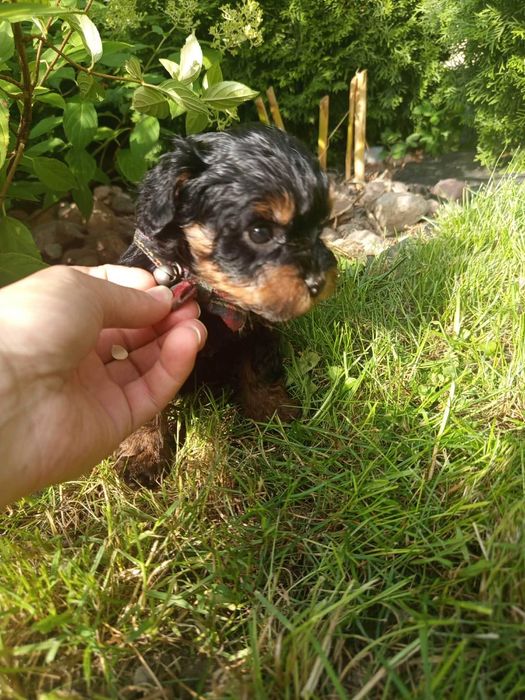 Maltipoo/Hawapoo f1 piękna dziewczynka