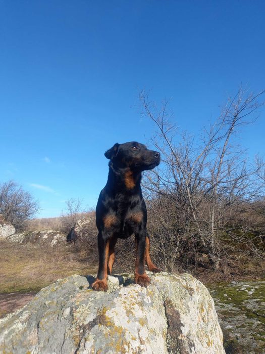 Продам собаку яхтерєр