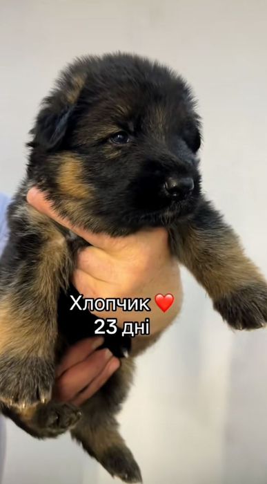 Щенки немецкой овчарки