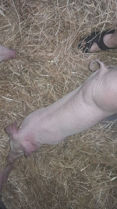 Поросята бекон мясніки