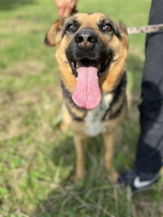 Roxi pogoda i łagodna sunia do adopcji