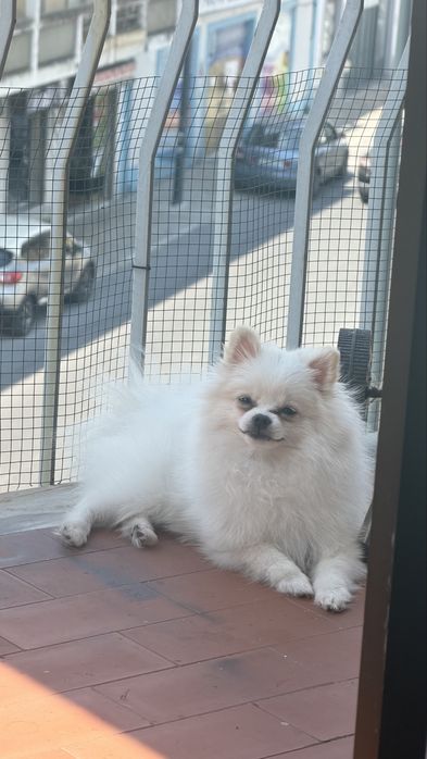 Spitz Alemao (lulu da pomeranea)