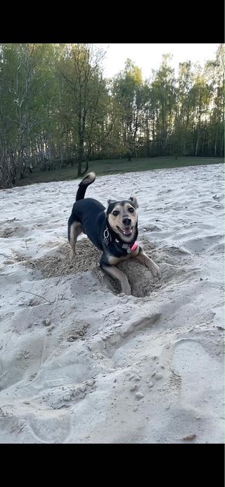 Tobi – piesek 2 lata szuka kochającego domu