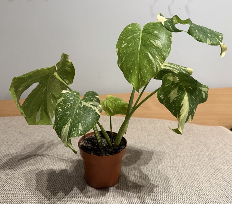 Monstera Variegata Thai Constellation kolekcjonerska