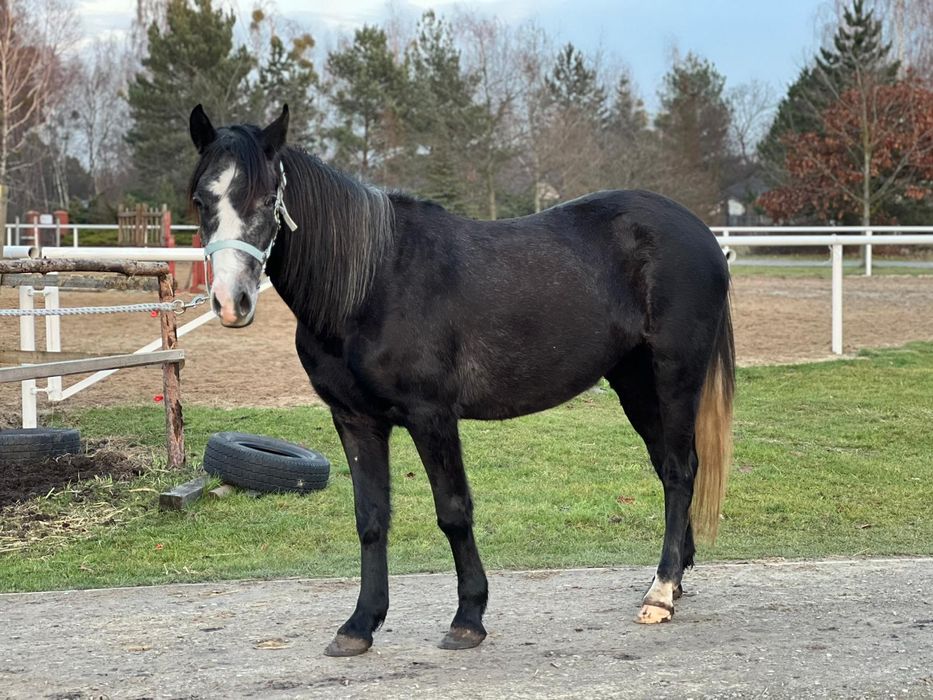 Klacz C grupa 4lata 140cm