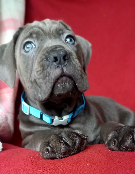 Cane Corso  sunia ARVENA