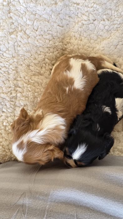 King Charles Cavalier Bicolor Fêmea