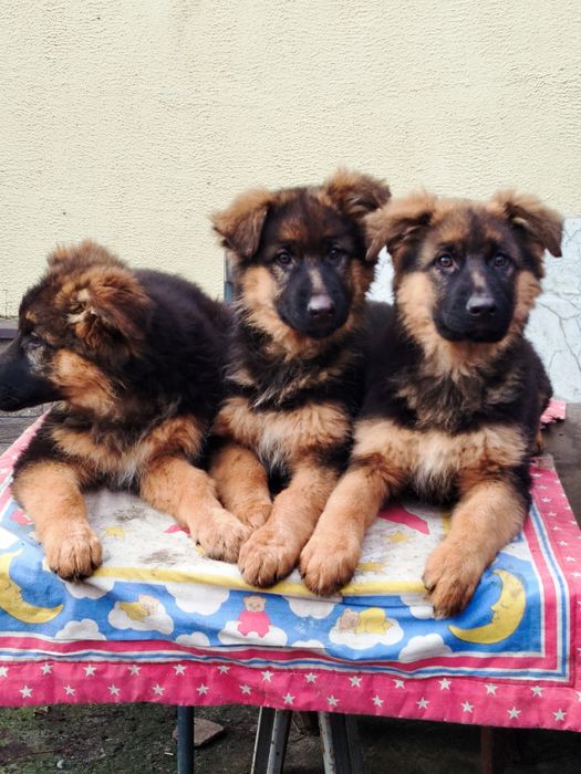 Довгошерстні цуценята німецької вівчарки