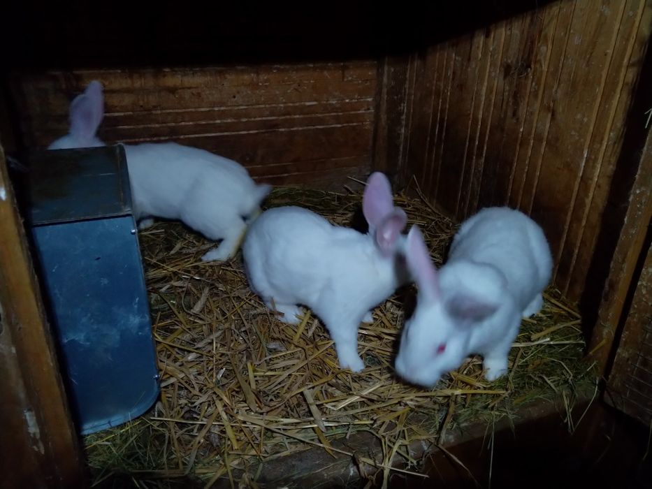 Młode króliki termondzkie królik termondzki