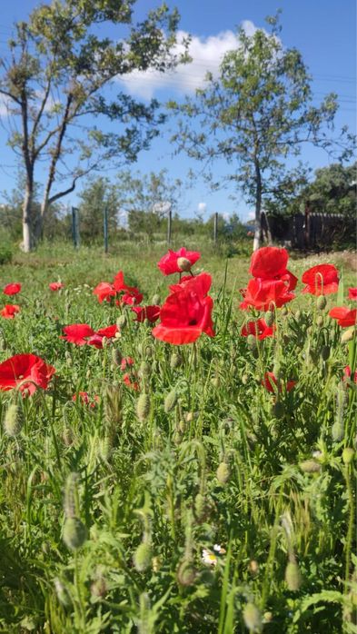 Продам земельный участок с адресом с/о Лесная поляна