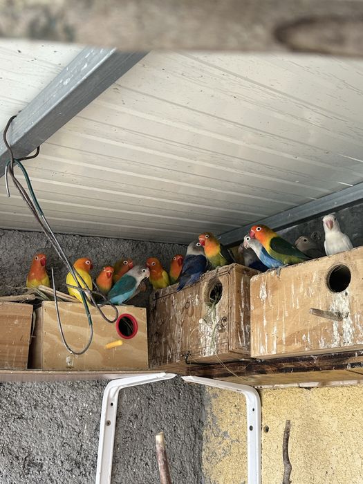 Vendo Passaros Agapornis