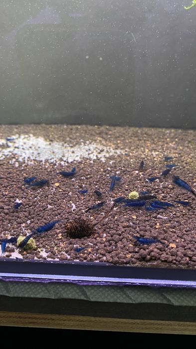Krewetki neocaridina niebieskie blue dream