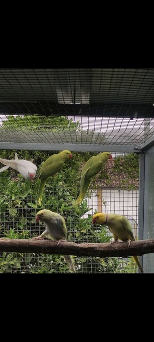 Casais adultos reprodutores (CCS/butercups...)