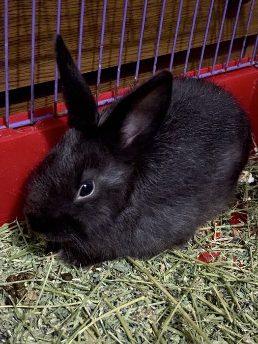 Декоративний кролик