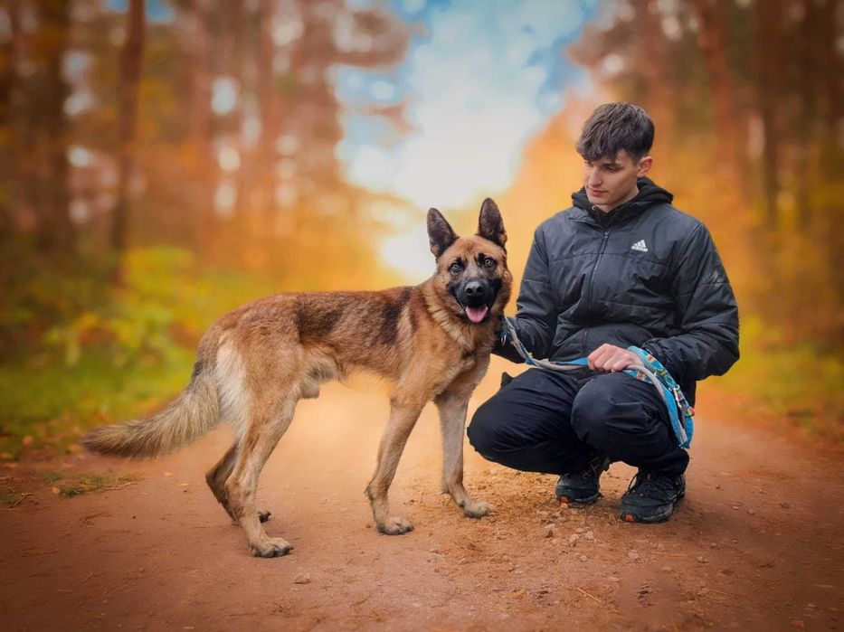 PAKER - wymagający kawaler w typie ON pomieszany z Malinois