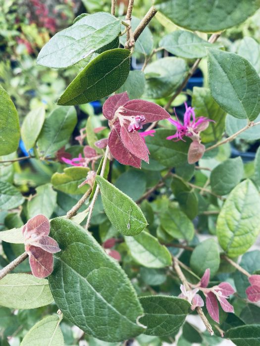 Loropetalum chinense – Arbusto Ornamental – 1m/1,20m – Vaso 2L