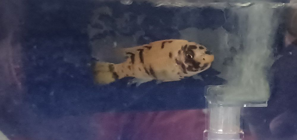 Labeotropheus trewavasae thumbi west  MC - RARA