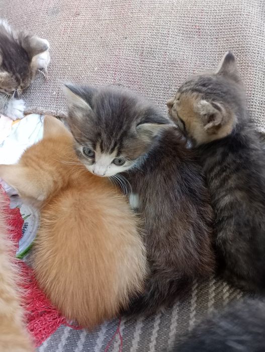 Кошенята, віддам в хороші рукі