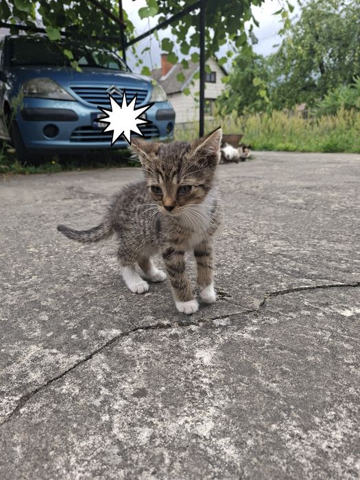 Kotki za darmo do oddania