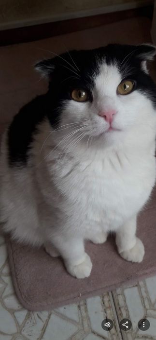 Отдам молодого кота