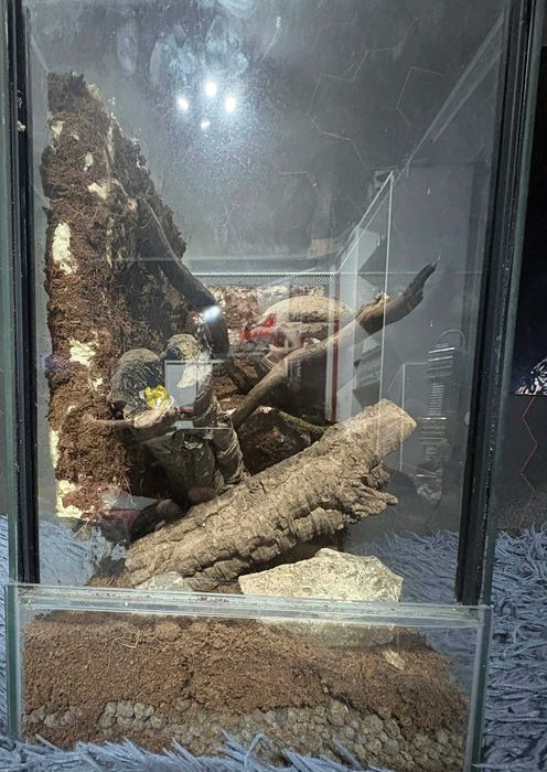 terarium dla zwierząt egzotycznych