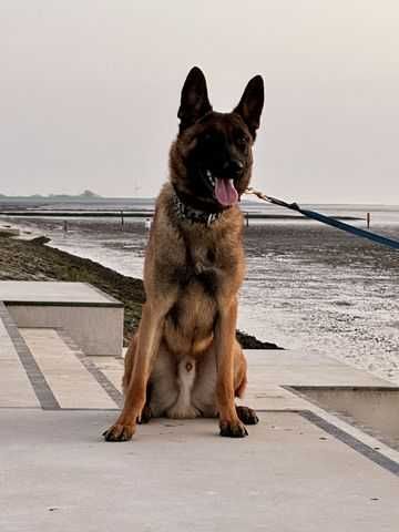 Owczarek Belgijski Malinois FCI