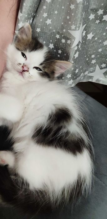 Шукаю батьків для котиків