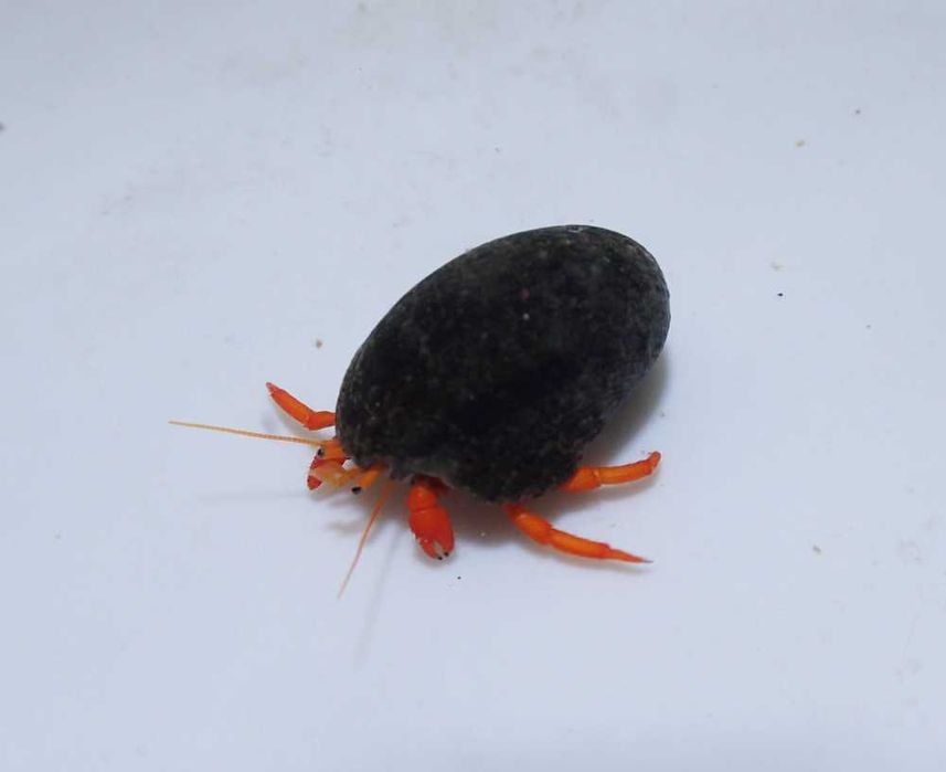 Clibanarius rutilus - krab - akwarium morskie