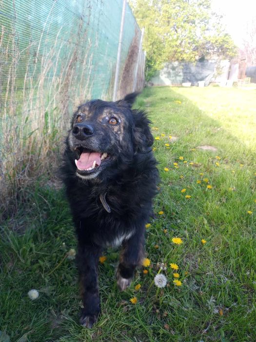 Kochany psiak szuka domu