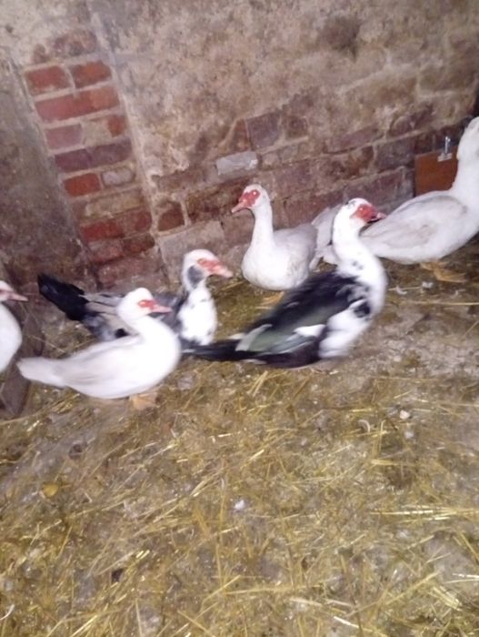 Kaczory  i kaczki francuskie dorosłe