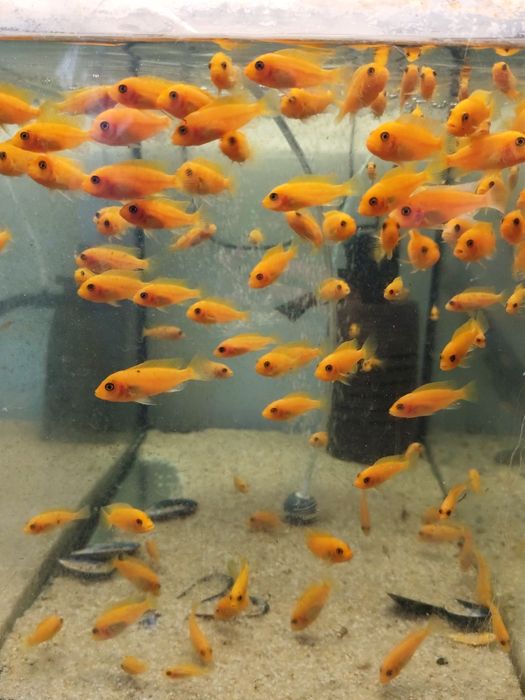 Pyszczaki z Malawi Metrioclima Red Red