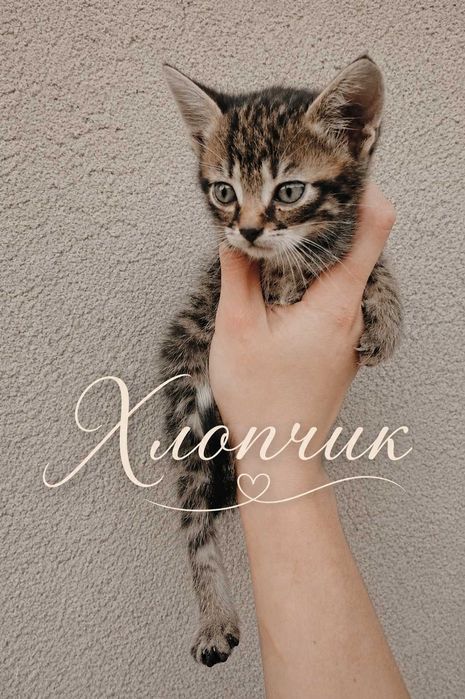 Кошенята в добрі руки