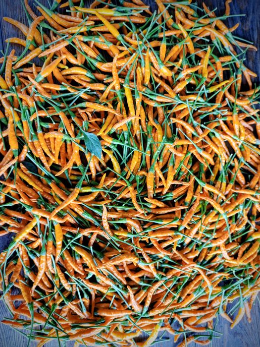 Сушений супер гострий перець ( суперхоти )