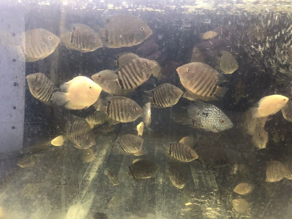 Северум красноточечный