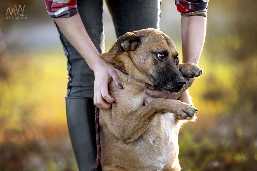 Grzeczny kochany BAXTER, dowieziemy do nowego domu