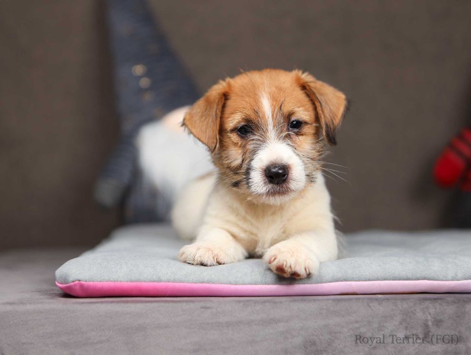 suczka Jack Russell terrier ZKWP/FCI szorstkowłosa po Championach