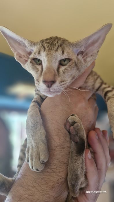 Kocięta Peterbald orientalny
