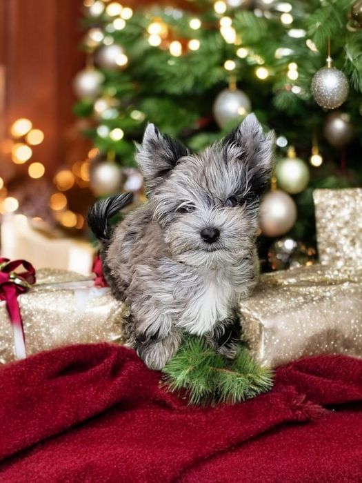 Unikat** Najpiękniejszy chłopczyk black merle Yorkshire Terrier