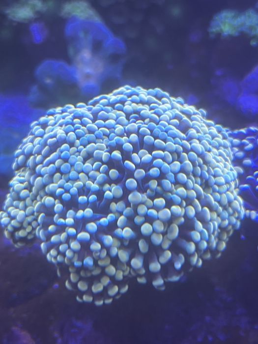 Frag coral facil lps euphyllia aquario agora salfada